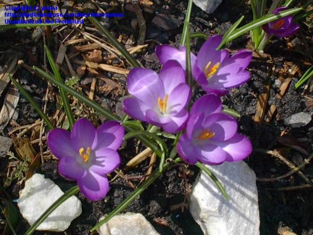  Image name: croco3.jpg 
 width: 640 pixel 
 height: 480 pixel 
 Size: 75739 bytes 
 Click to enlarge 